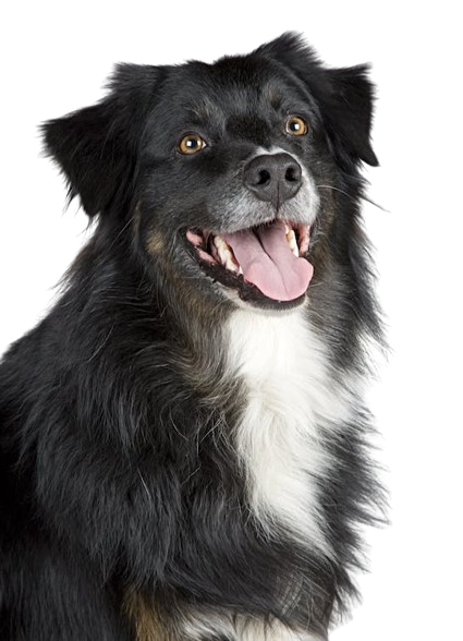 Dog Image